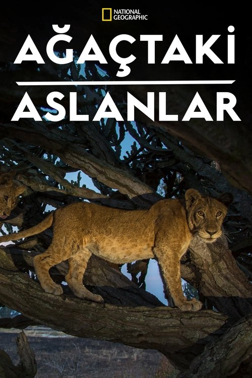 Tree Climbing Lions
