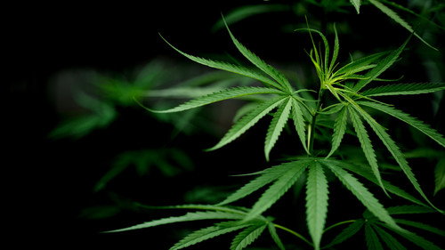 Cannabis: Through the Ages Backdrop Blur