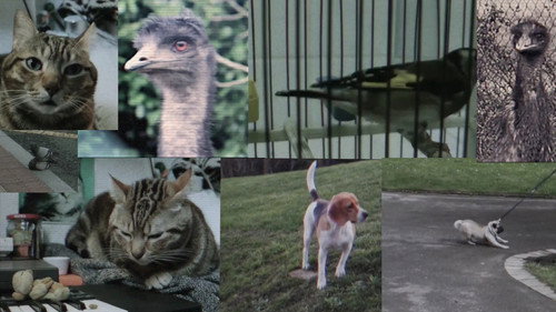 Bestiario: Un homenaje a Chris Marker