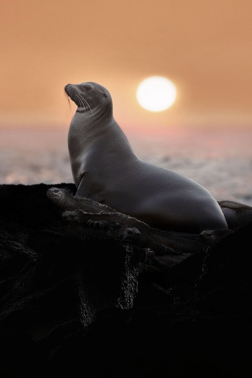 Seelöwen auf Galapagos