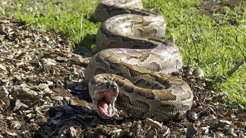 Devoured: Man-Eating Super Snake Returns