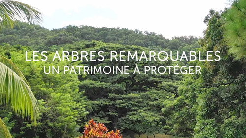 Les arbres remarquables, un patrimoine à protéger Backdrop Blur