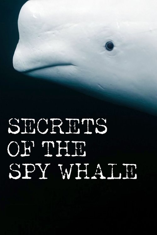 Secrets of the Spy Whale 2025 Streaming Watch Online Free HQ Movie 14