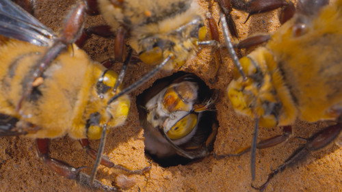 Segredos das Abelhas: 1×1