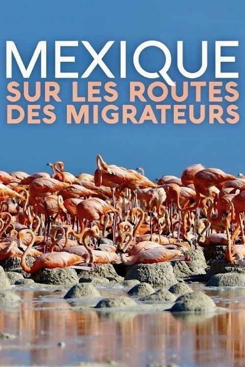 Mexique, sur les routes des migrateurs Mexique, sur les routes des migrateurs