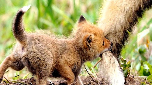 Les incroyables naissances des bébés animaux Backdrop Blur