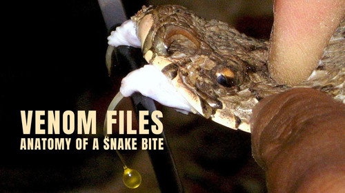 Venom File - Anatomy of a snake bite Backdrop Blur