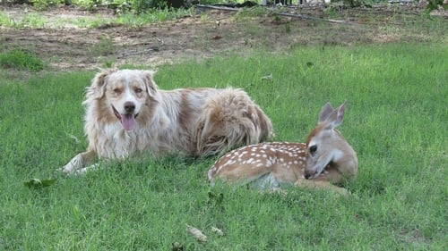 Poster della serie Unlikely Animal Friends