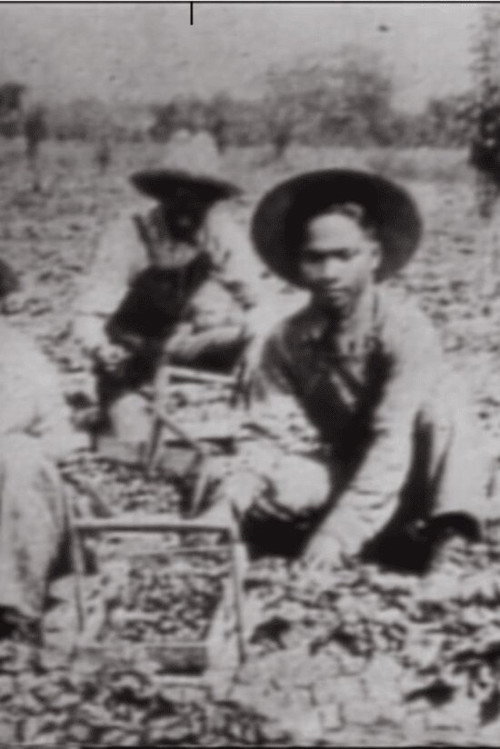 In No One's Shadow: Filipinos in America