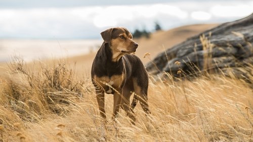 A Dog's Way Home Soundtrack banner