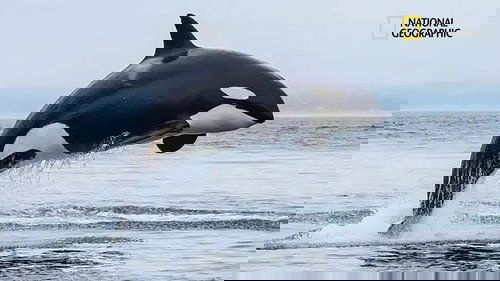 Orcas, Predators of the Seas