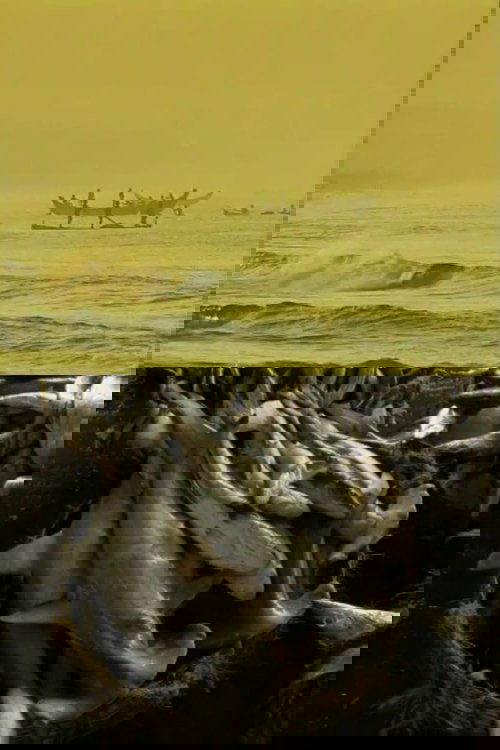 Fish Tales