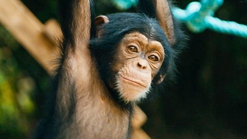 Baby Chimp Rescue