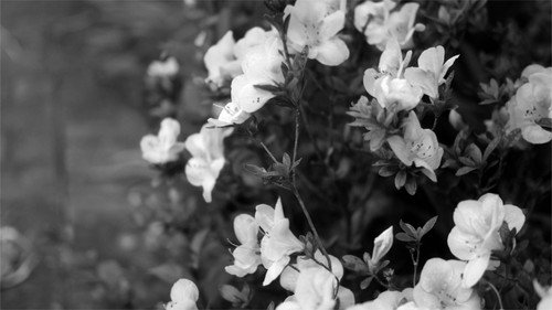 (not so) Stills. Backdrop Blur