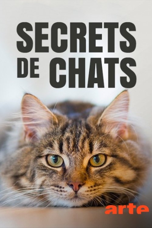 Secrets de chats movie poster player