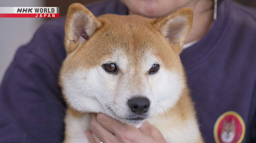 Digging Deep: What Makes Shiba Inu Dogs So Special? Backdrop Blur