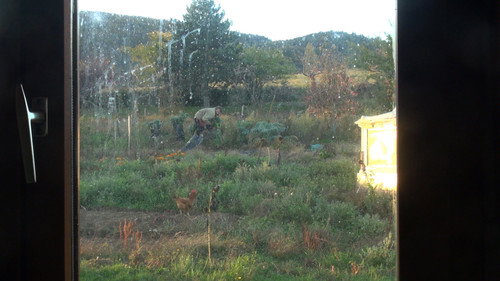 From Here to the Apple Tree still