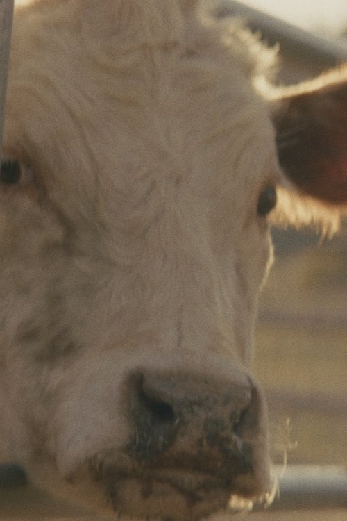 Holy Cow!