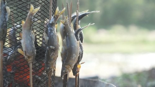 For the Love of Akigawa's Sweetfish
