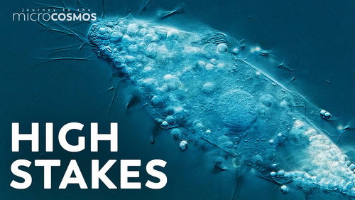 How to Not Kill an Extremely Rare Microbe