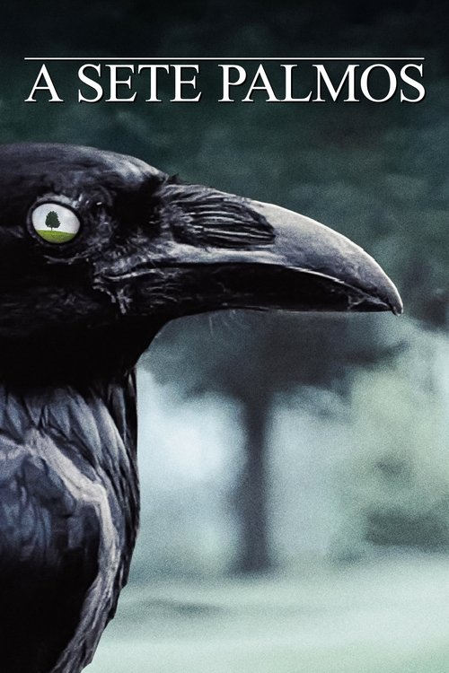 A Sete Palmos: Season 4