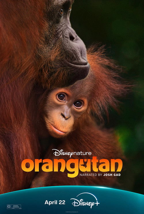 Orang-outan