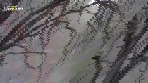 backdrop Lion Brotherhood