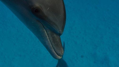 Planeta Azul II