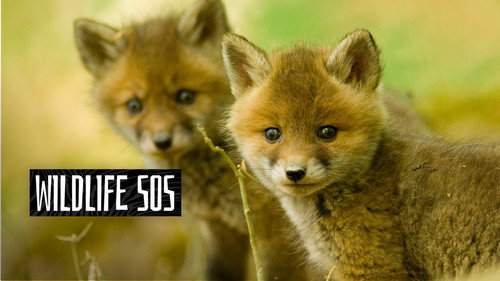 Wildlife SOS