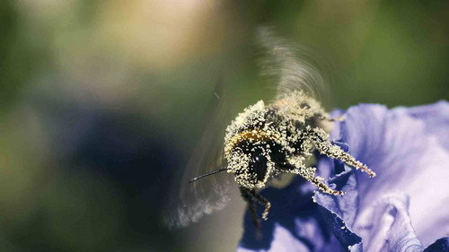 Hummeln - Bienen im Pelz still