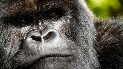 A Gorilla Story: Told by David Attenborough