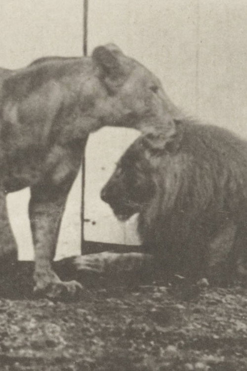 Lion Walking