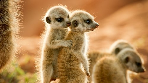 Wild Animals Babies