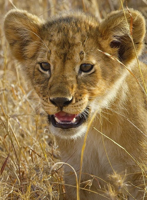 Poster Serengeti - La grande cavalcade des animaux