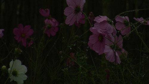 L'arbre de l'enfance Backdrop Blur