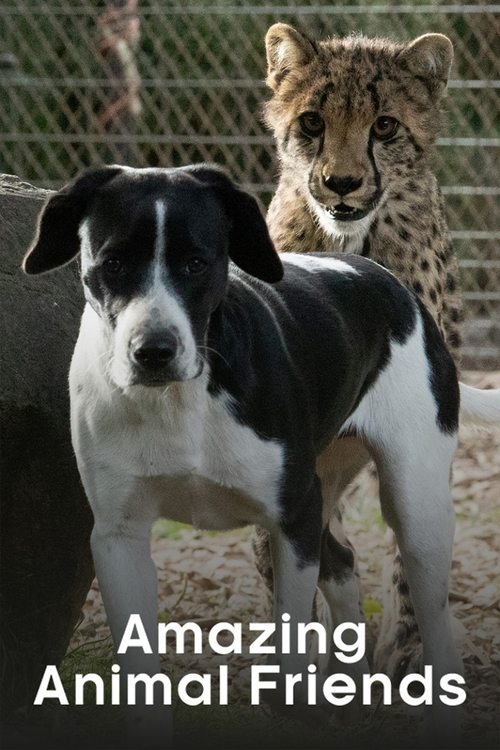 Amazing Animal Friends 2020