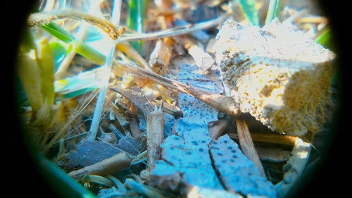 1 Square Foot of My Yard Backdrop Blur