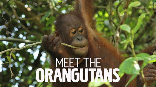 Meet the Orangutans — Fondos 3