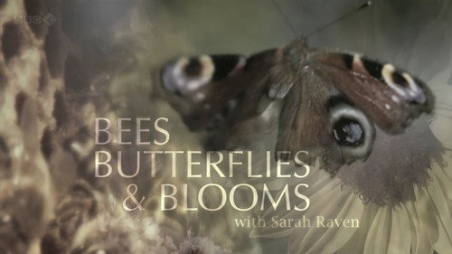 Bees, Butterflies and Blooms - Season 1 Backdrop Blur