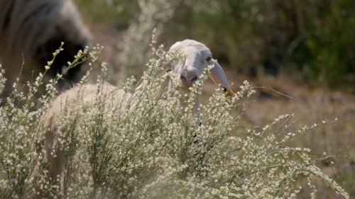 Europe's New Wild