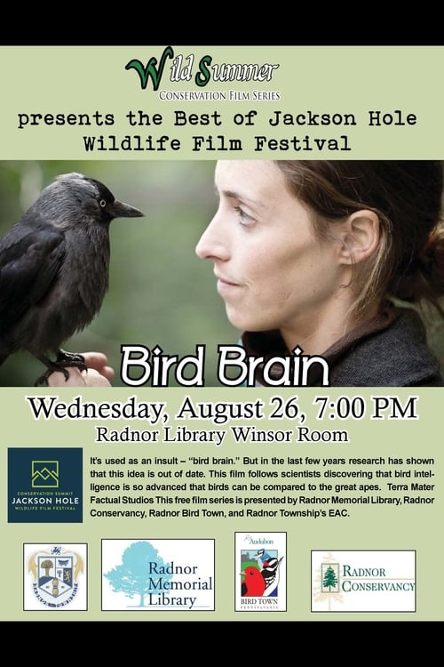 Bird Brain 2012