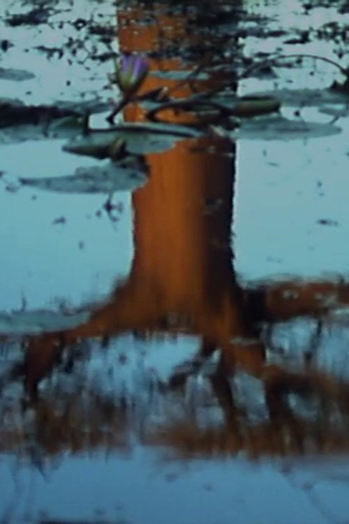 Arbres movie poster player