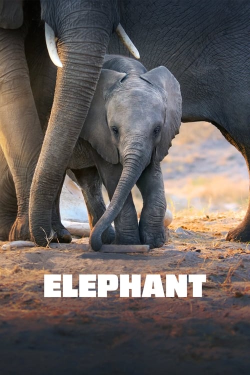 Grootschalige poster van Elephant