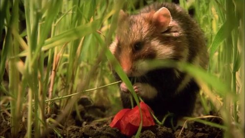 If I Were an Hamster