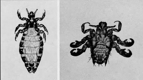 Purgatory for Epiphanea