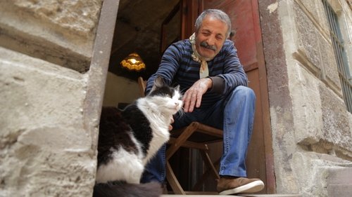 Kedi Kedi