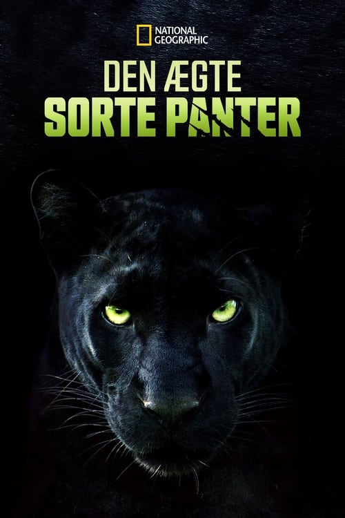 The Real Black Panther poster