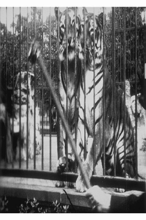 Tigers at the Zoo Movie Poster Image