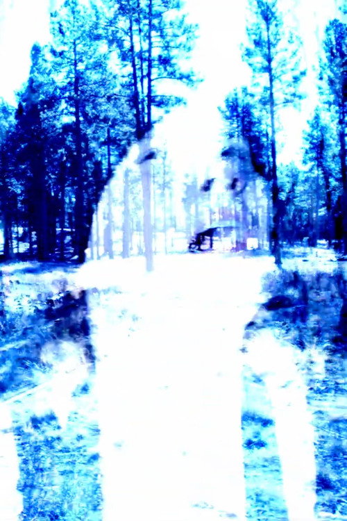 Where Trees Grow Tall