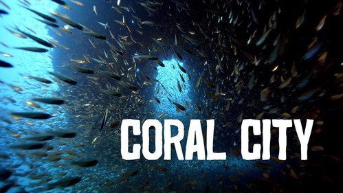 Coral City - Season 1 Backdrop Blur